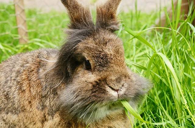 牧草を食べるライオンうさぎ